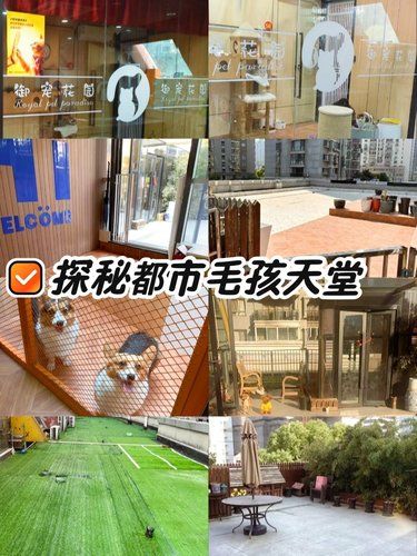 探秘都市毛孩天堂｜御宠花园宠物寄养