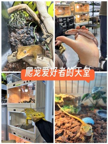 爬宠爱好者的天堂