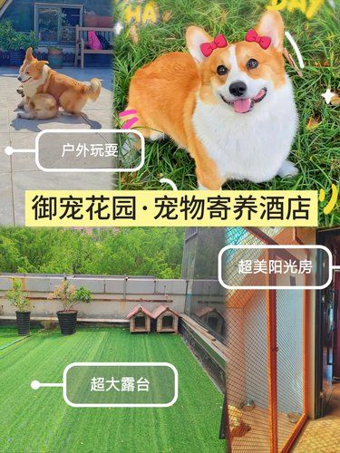 又要出差了，毛孩子欢天喜地住进宠物酒店！