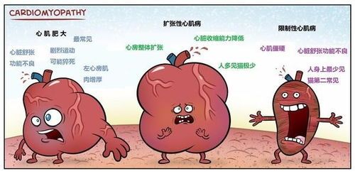 宠物胰腺炎警示：主人必知！