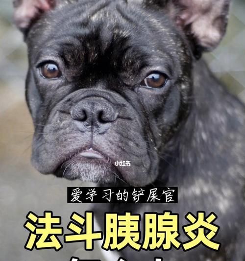 有胰腺炎的狗可以吃什么肉？（肉类选择要讲究，注意狗的饮食安全）