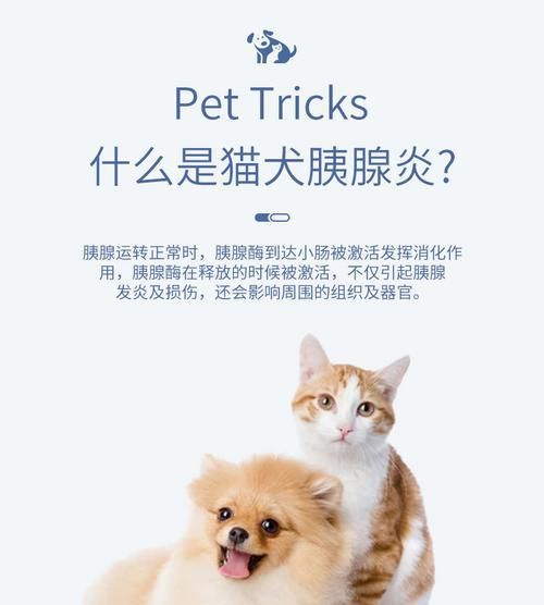 猫咪胰腺炎的传染性及预防方法（宠物主人必看）