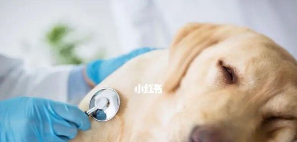宠物狗胰腺炎治疗：提高治愈率的方法