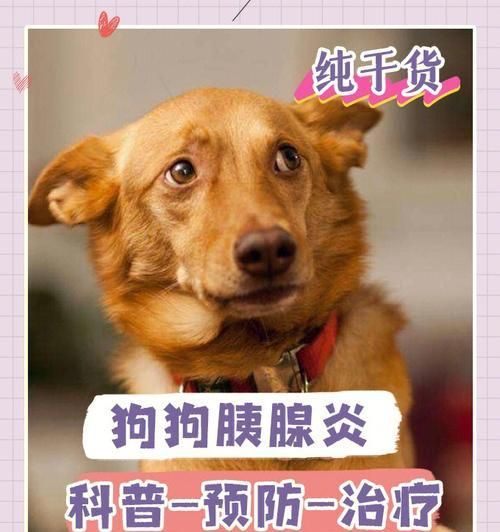 狗狗胰腺炎引发尿失禁（狗狗胰腺炎对尿失禁的影响及应对措施）