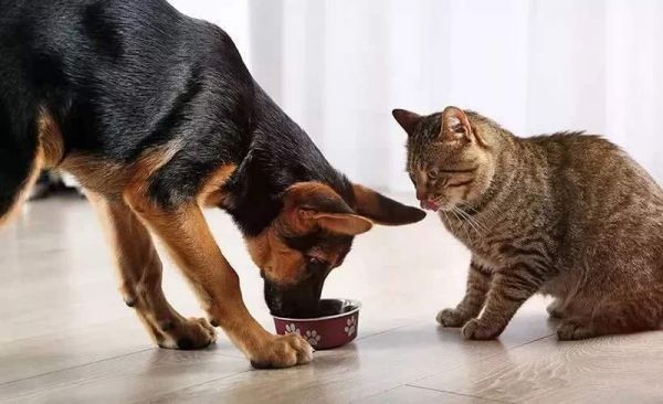 狗粮猫粮