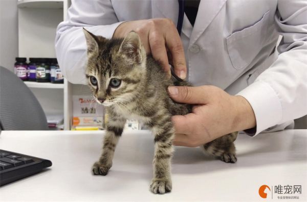 小猫打针要打几次 多少钱