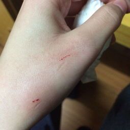 宠物打针费用，一针多少钱？