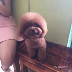 宠物打针费用，一针多少钱？