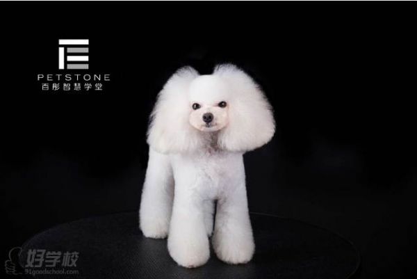 百彤宠物美容作品