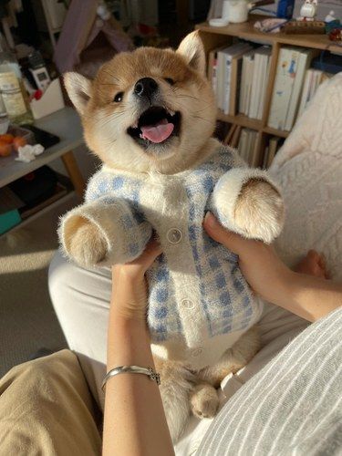 动画片里的小狗头也不过如此叭