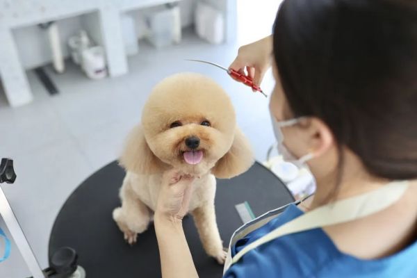 需求量激增，价格上涨，不少上海人根本排不上！有人提前2个月预定......
