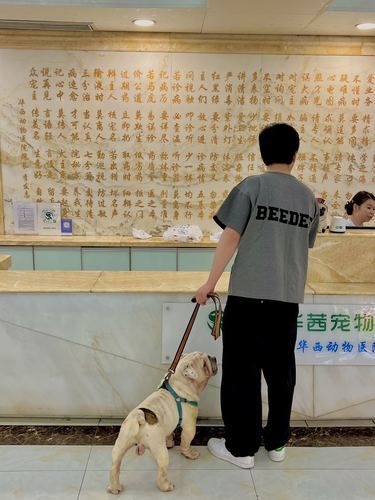  强烈推荐成都良心宠物医院，24h营业