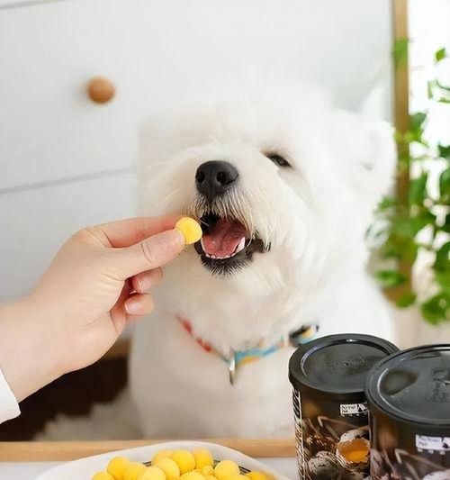 狗狗鸡蛋黄过敏症状详解（了解如何预防和治疗宠物过敏）