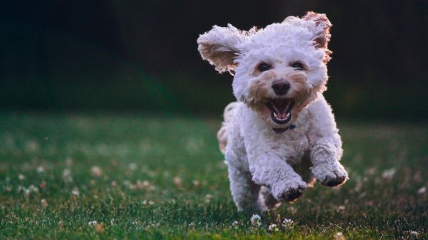 dog