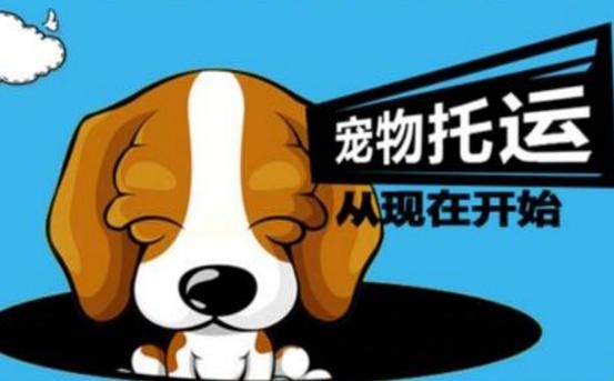 宠物航空托运的全部流程和注意事项