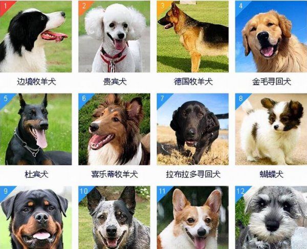 犬类智商排名前十的犬种