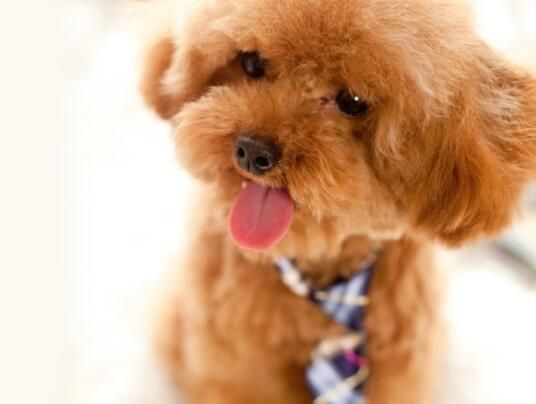 犬类智商排名前十的犬种