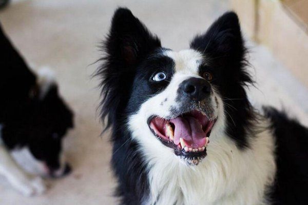 犬类智商排名前十的犬种
