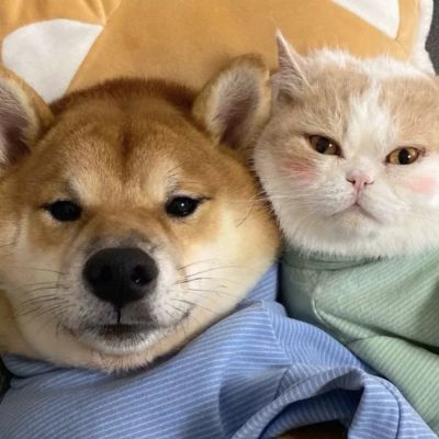 宠物情侣头像可爱的小狗小猫咪的组合