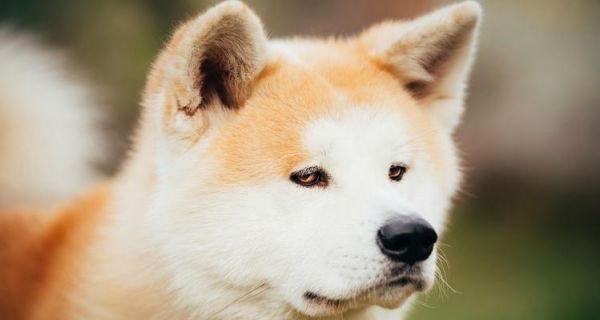 培养秋田犬的良好饮食习惯（宠物主人必读的护食小贴士）