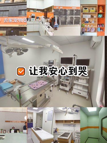 这家宠物医院让我安心到哭