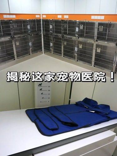 探秘浙江这家宠物医院！