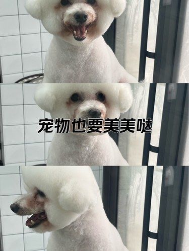 宠物也要美美哒～