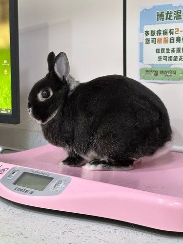 宠物体检