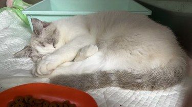 温柔的医护猫日子