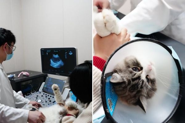 新瑞鹏集团旗下宠物医院:专业与责任并肩,全天候守护“毛孩子”健康