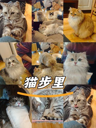 可爱的猫猫和超懂猫猫的老板娘谁不喜欢呢！