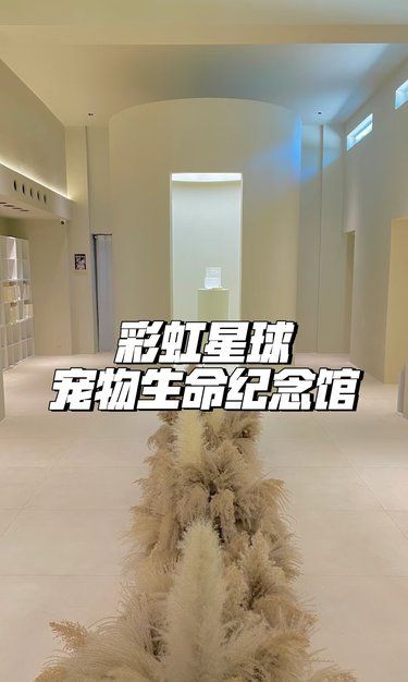 宠物去世怎么办