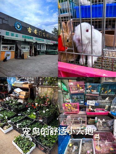 想买花鸟鱼虫的来！