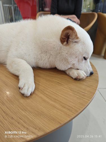 狗狗的快乐，我的快乐