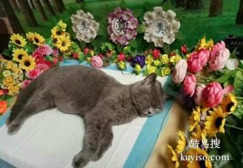 鞍山宠物死亡处理联系我们,鞍山本地宠物善后站