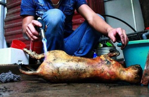 猫肉垫防滑保暖,抓握力强,缓冲压力,保护关节,增强平衡。