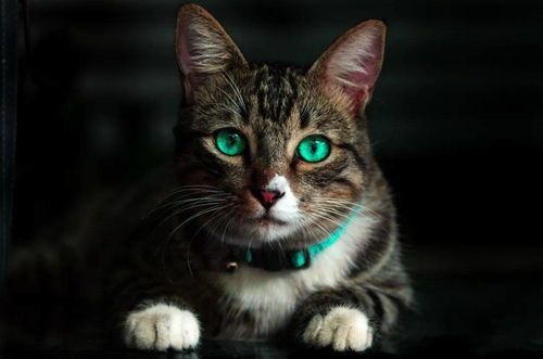 让猫咪安静不叫,有何妙招?