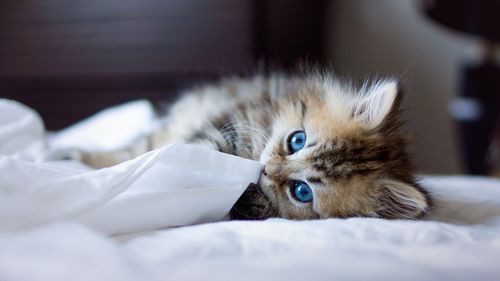 让猫咪安静不叫,有何妙招?