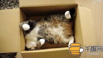 缓解猫咪压力,安心养宠妙招
