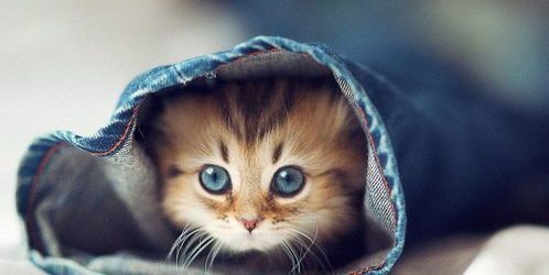 猫咪情绪波动,调适有妙招