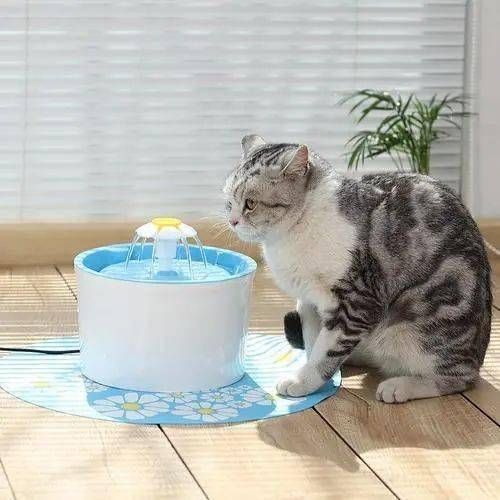 猫咪爱跳床？巧用妙招防跳损家具