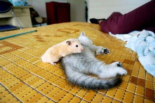 猫咪爱跳床？巧用妙招防跳损家具