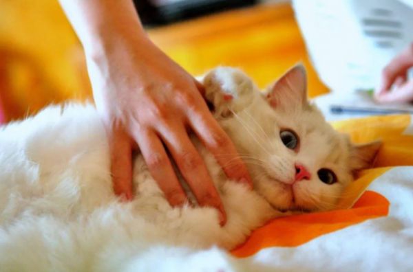 长期吸入猫毛对人体有害吗?