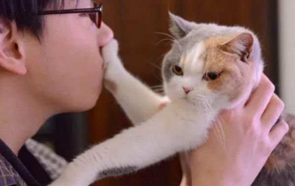 长期吸入猫毛对人体有害吗?