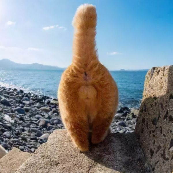 长期吸入猫毛对人体有害吗?