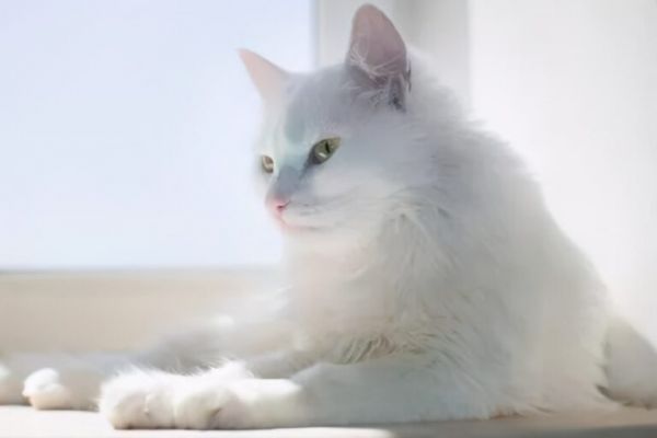 长期吸入猫毛对人体有害吗?
