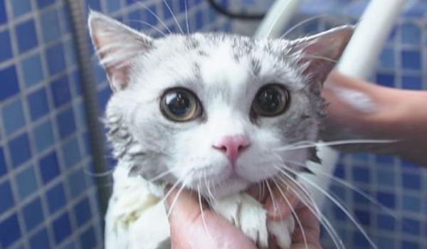 长期吸入猫毛对人体有害吗?