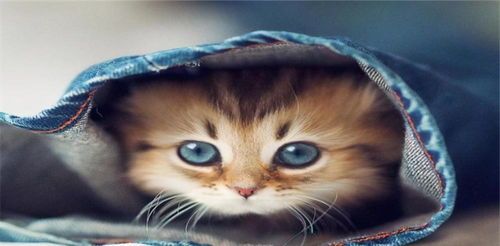 高温下小猫如何保持活力?应对酷暑,宠物猫有哪些妙招?