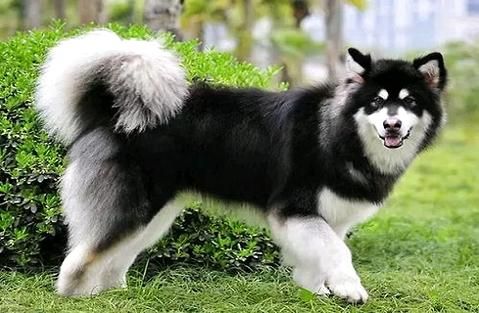  狗狗美容师(宠物造型教师)