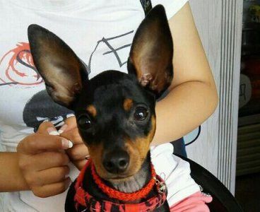 小鹿犬纯不纯种看什么 纯种小鹿犬特征介绍